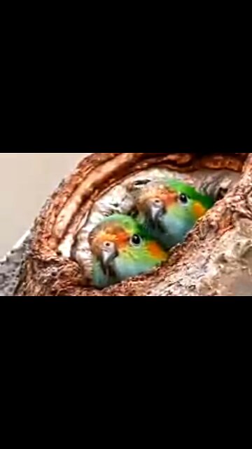 ADVANCING THROUGH ADVERSITY - DAILY DEVOTIONAL ❤️