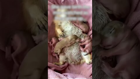 Bitch found a good man and went to live with him at his house