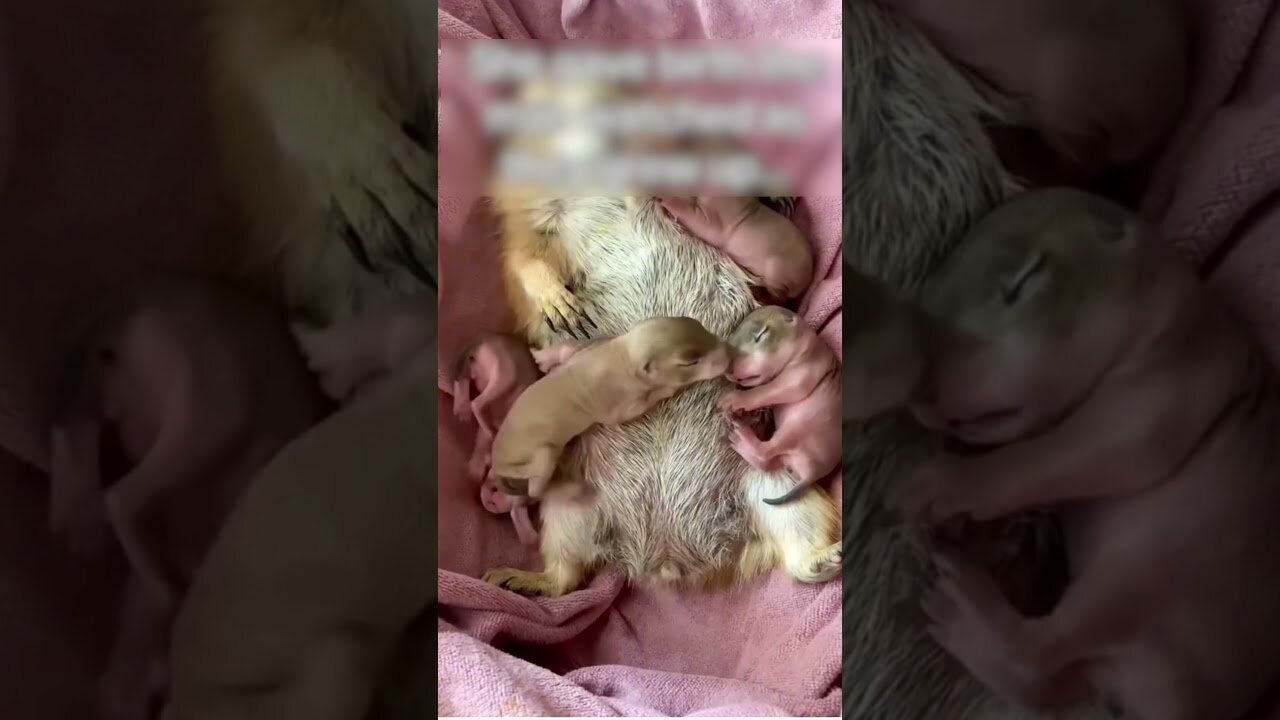 Bitch found a good man and went to live with him at his house