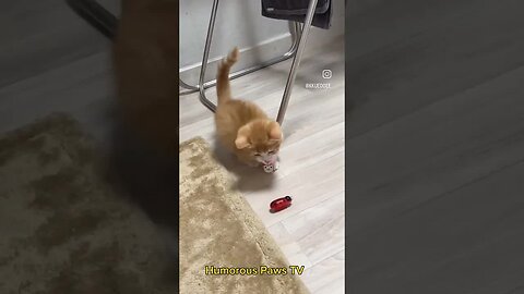Hilarious Animal Videos Guaranteed to Make You Laugh! 🤣