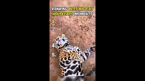 Funniest Big Cats Compilation! 🐯😂