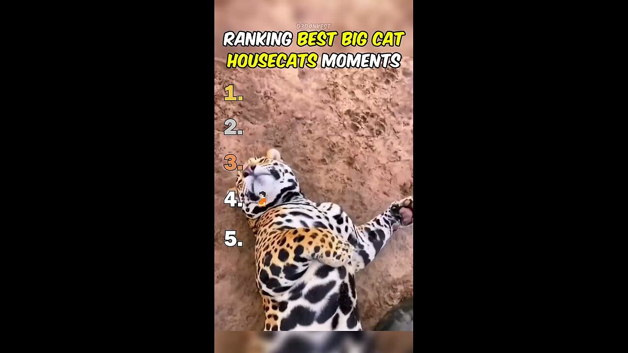 Funniest Big Cats Compilation! 🐯😂