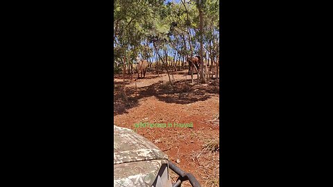 wild horses in Hawaii