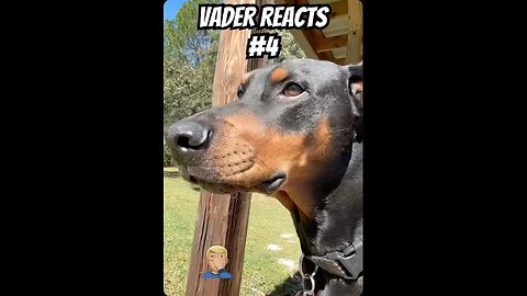 Doberman Reacts #4: Dad Jokes – The Moon Restaurant Punchline!