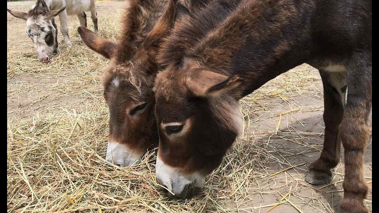 New Mexico Donkey Racers Burro Into the Record Books