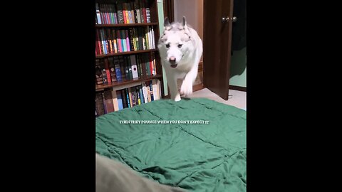 Husky Rules To Live By