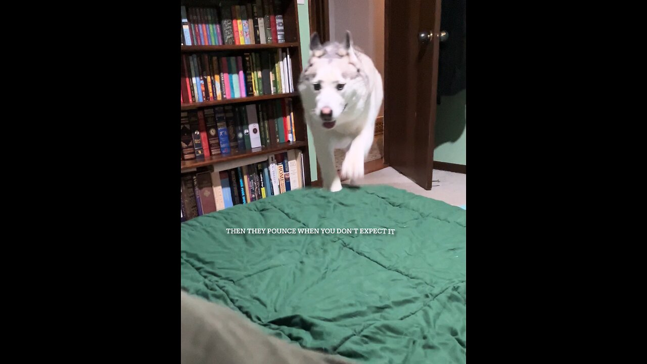 Husky Rules To Live By