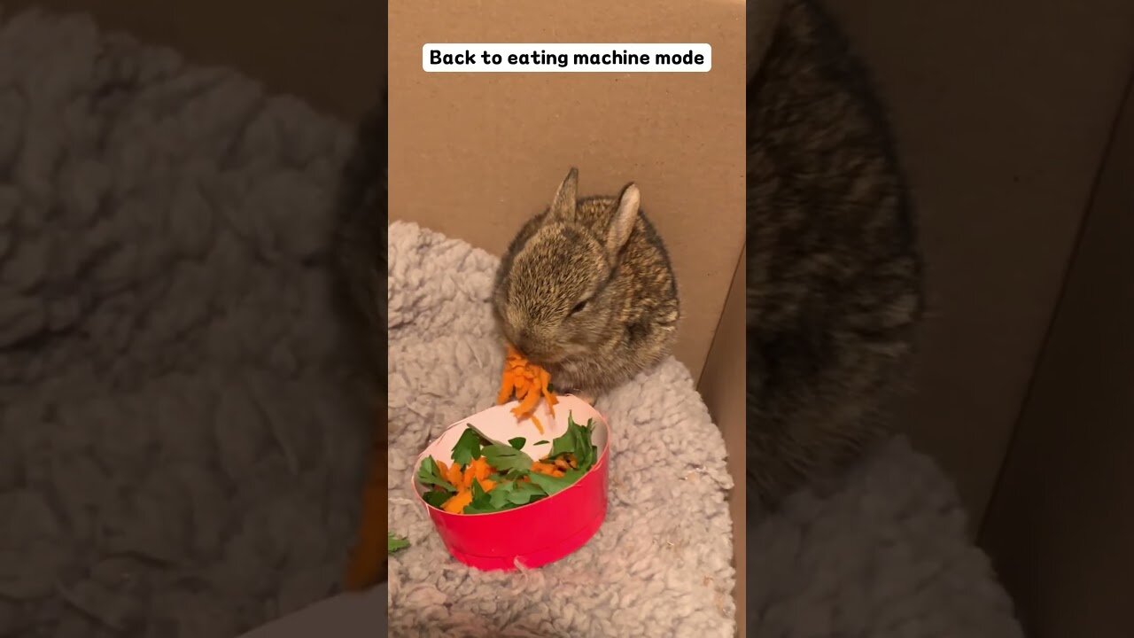 The girl saved the wild bunny from the pool and gave him a house