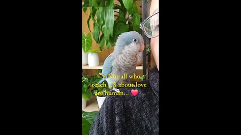 Parrot loves mommy