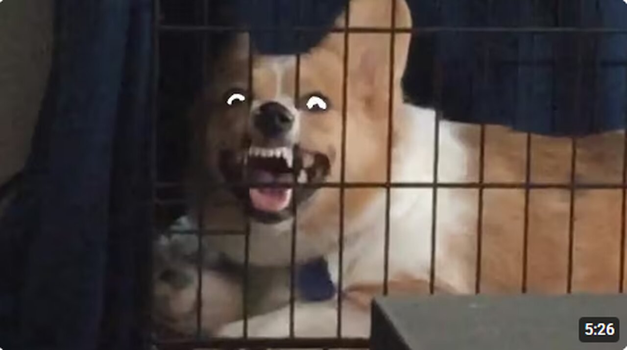 Try Not To Laugh | Funny Pet Video Compilation 2020 | The Pet Collective