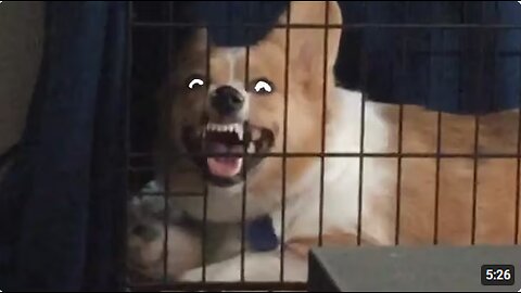 Try Not To Laugh | Funny Pet Video Compilation 2020 | The Pet Collective