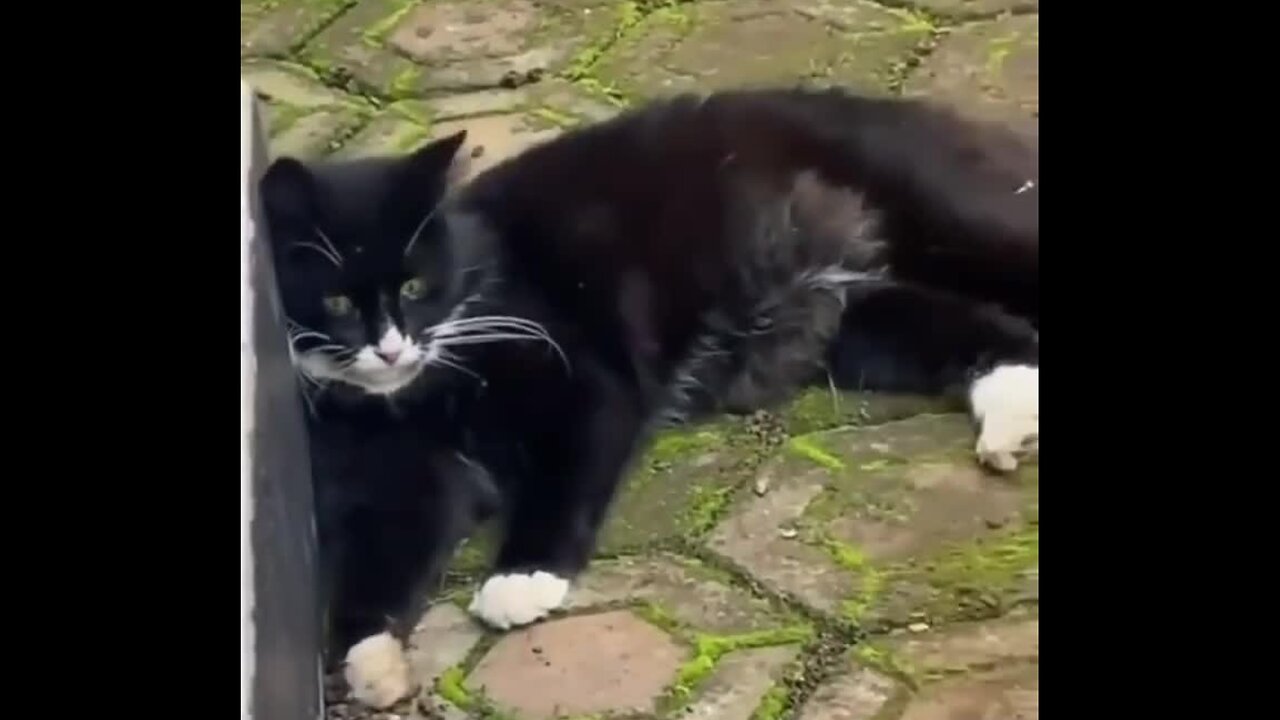 Tom and Jerry