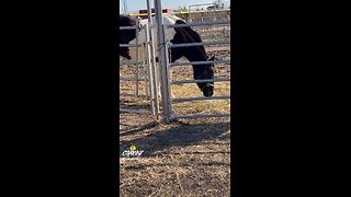 A HORSE EATING!