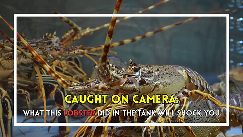 Caught on Camera: What This Lobster Did in the Tank Will Shock You