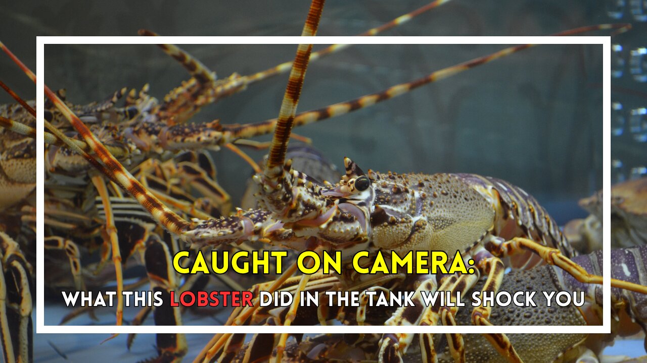 Caught on Camera: What This Lobster Did in the Tank Will Shock You