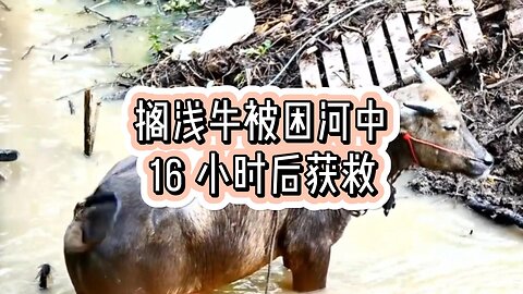 搁浅牛被困河中 16 小时后获救