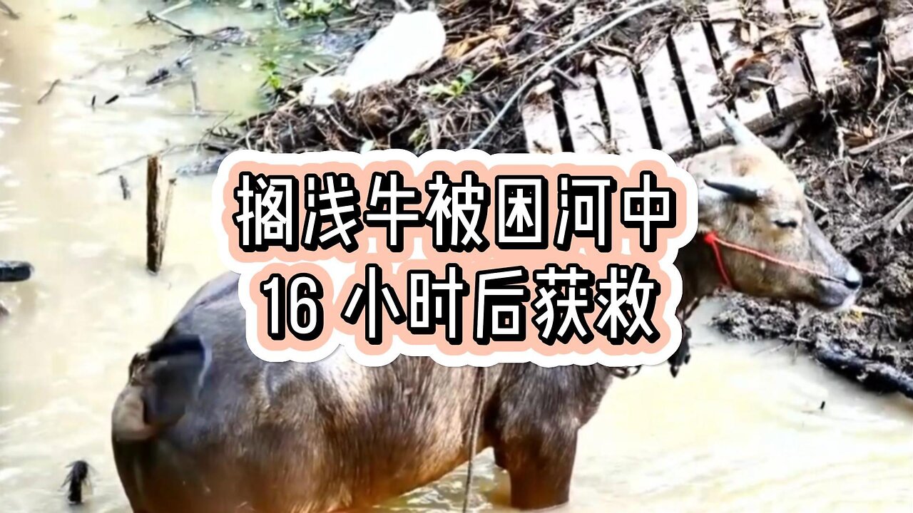 搁浅牛被困河中 16 小时后获救