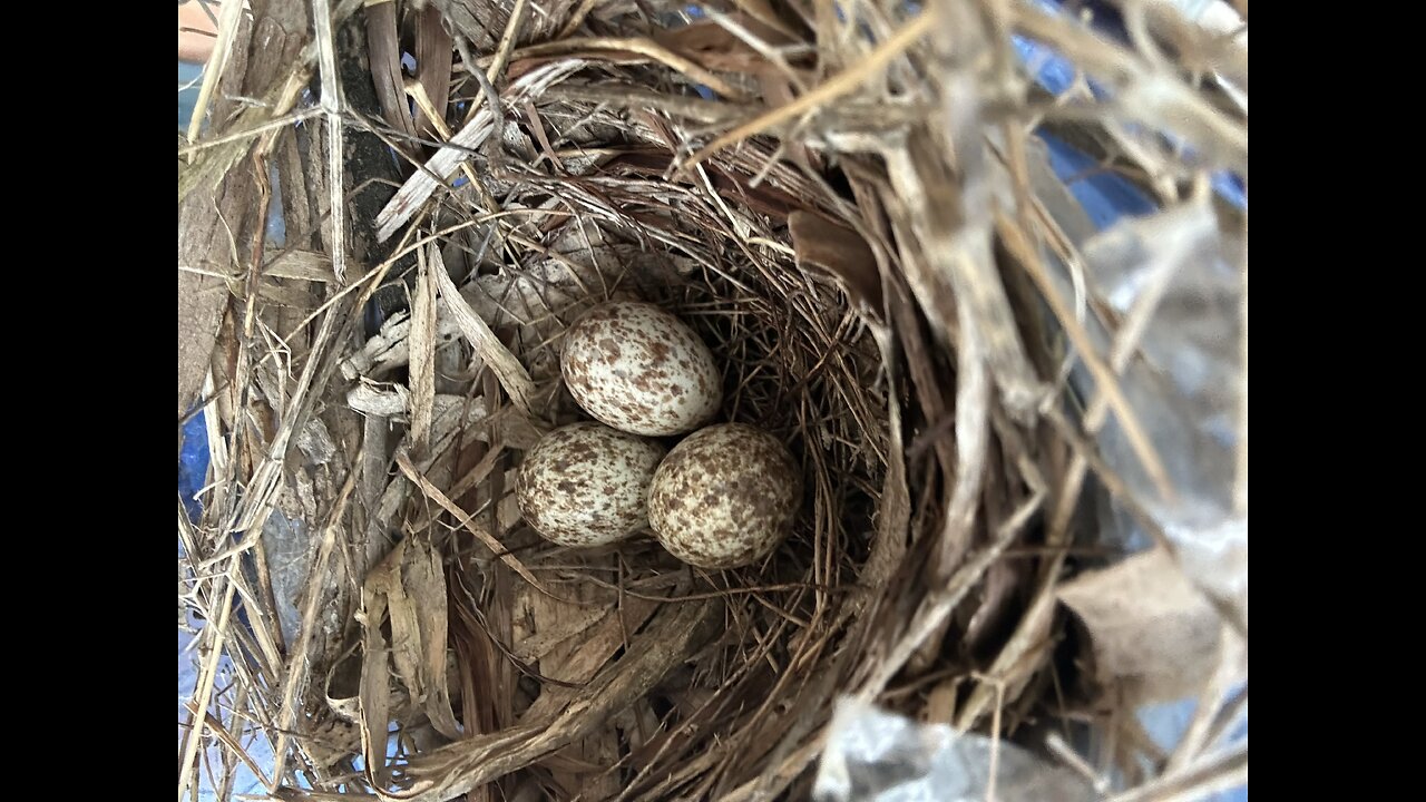Cardinals hatched today