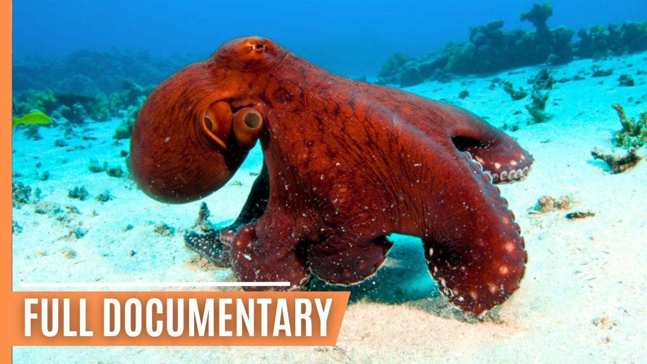 Primeval squids - In the hunting grounds of the mysterious Cephalopods