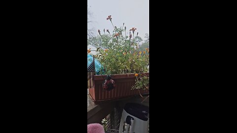 Relaxing Rainy Day!