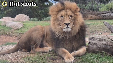 Dry zone lion cub