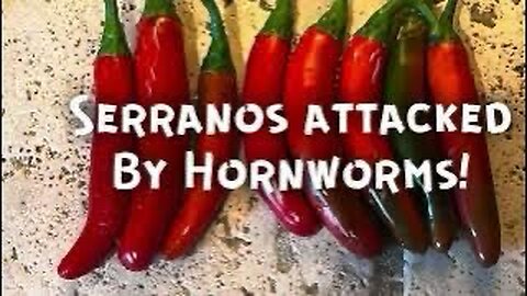 Serrano Peppers Attacked by Hornworms!