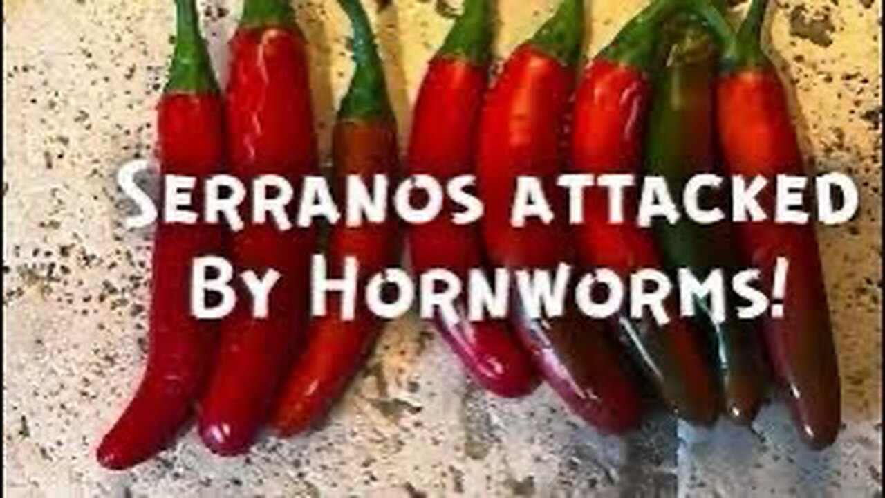 Serrano Peppers Attacked by Hornworms!