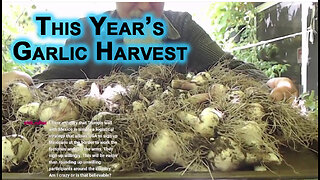 This Year’s Garlic Harvest From Our Patio Garden