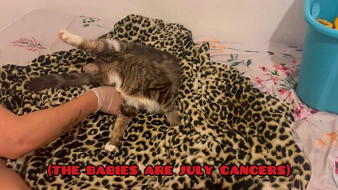 MY CAT GAVE BIRTH ON MY BED