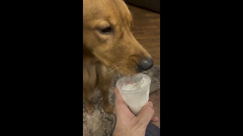 Golden Retriever Lucifer and Loki the cat