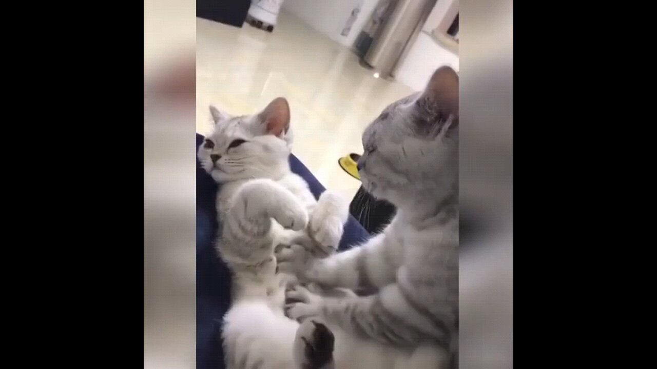 cute cats funny videos 🤣