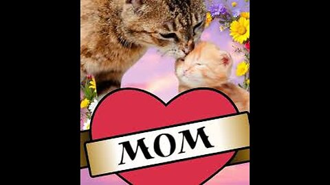Kittens Don't know what happened to Cat mother
