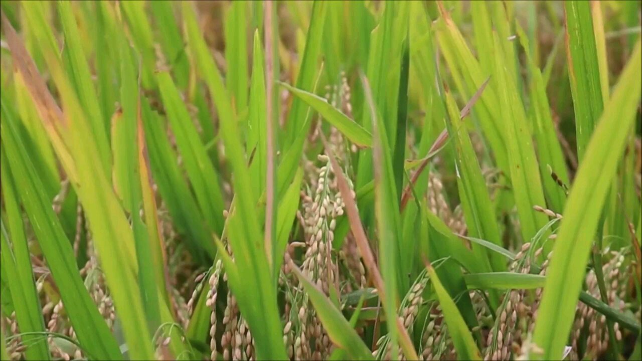 Rice Ready To Be Harvested