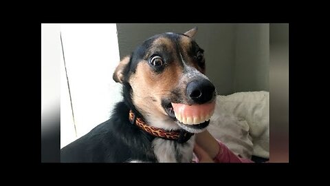 DOGS & PUPPIES - NOTHING will make you LAUGH HARDER