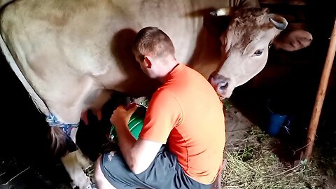 Our Day: Cows, Hay, and the Calm of Mountain Village Life.🐂🌲