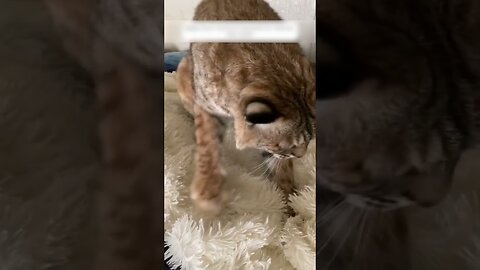 The kid ran to the house A woman asked for help to save his mom