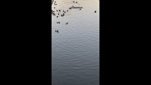 Mallard Ducks 🦆 #mallardducks #ducks #duck #followme #shorts #viral #trending #swimming