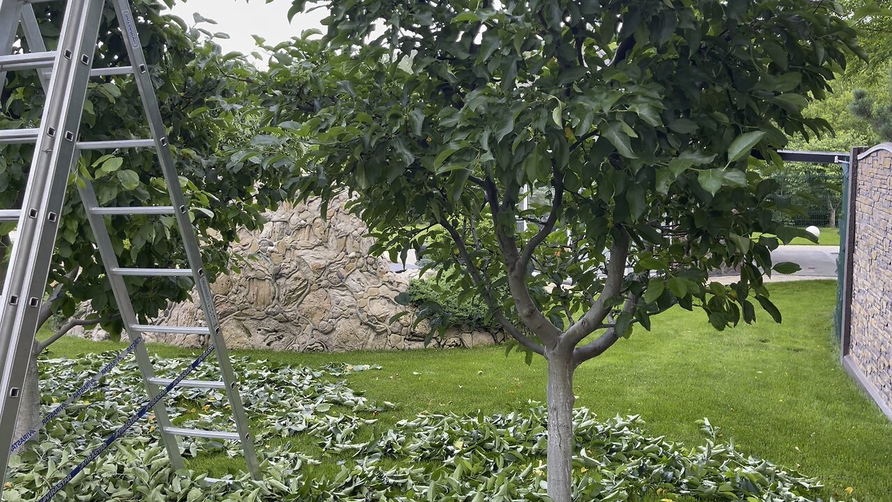 Summer pruning of the garden