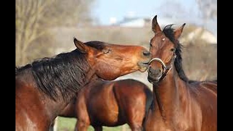 Unlocking the Secret Language of Horses!