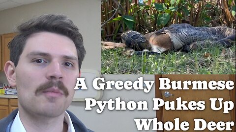 A Greedy Burmese Python Pukes Up Whole Deer