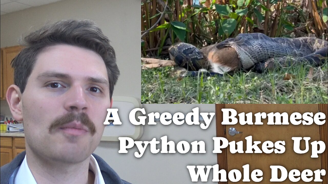 A Greedy Burmese Python Pukes Up Whole Deer