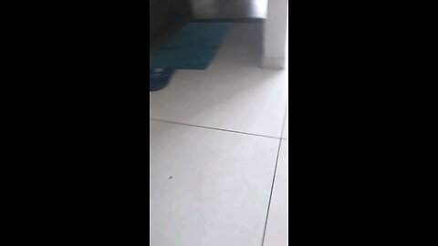 cat drinking a milk