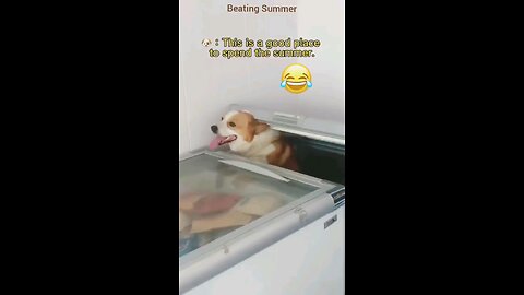 Dogs Vs Summer