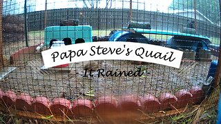 Back Yard Quail - Flooded Out!