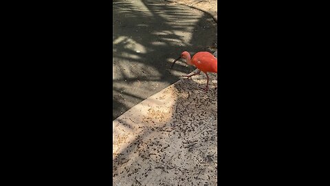 scarlet ibises 🦩 #scarletibises #followme #trending #viral #shorts #bird
