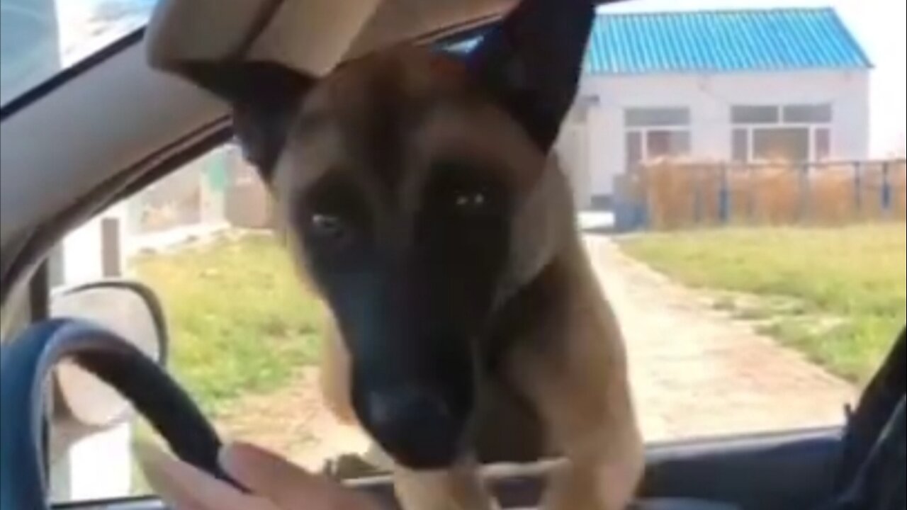 Try not to laugh 😂 funny animals 😹