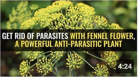 "Eradicate Parasites using Fennel Flower, a Potent Anti-Parasitic Plant"