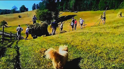 This Is How Hay Is Made in the Mountains – You’ll Be Surprised!