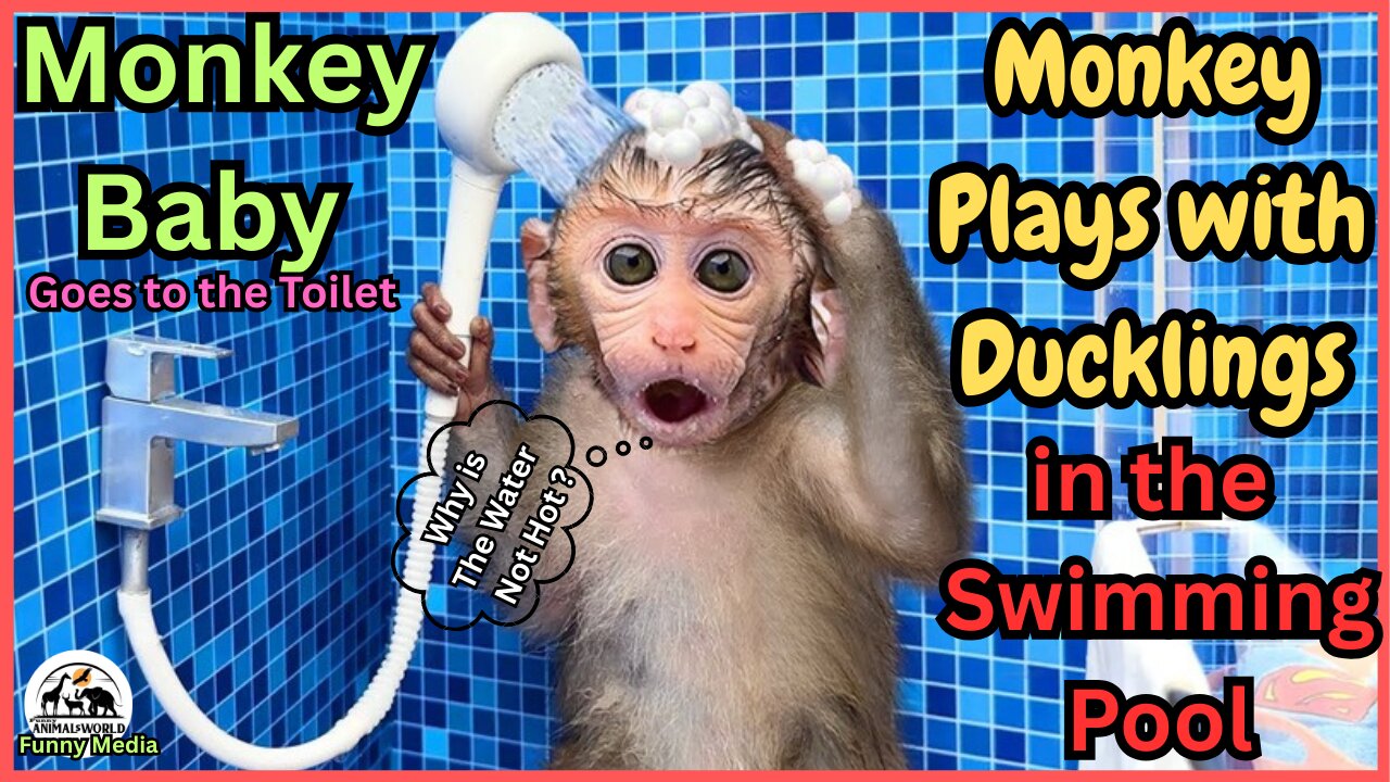 Monkey Baby Bon Bon Goes to The Toilet and Plays With Ducklings in The Swimming Pool