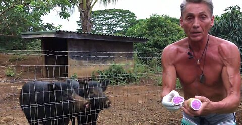 Parasite Experiment With Pigs by Dr. Robert Cassar